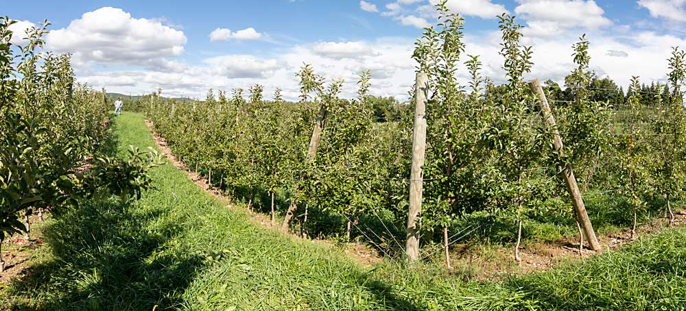 Ben Lerew stands at the head of a 2016 planting of Wildfire Gala at Lerew Orchards in Adams County, Pennsylvania. Some of his rows are curved to follow the slope of the ridge they are planted on, which helps with air flow and water drainage. (TJ Mullinax/Good Fruit Grower)