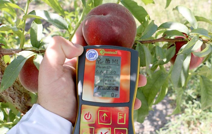 The DA meter uses light to measure chlorophyll content just below the skin of the fruit and read the background color. This is especially helpful in varieties that have full red color and, therefore, make ripeness more difficult for pickers to determine. (Courtesy Ioannis Minas/Colorado State University)