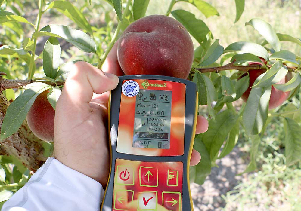 The DA meter uses light to measure chlorophyll content just below the skin of the fruit and read the background color. This is especially helpful in varieties that have full red color and, therefore, make ripeness more difficult for pickers to determine. (Courtesy Ioannis Minas/Colorado State University)