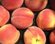 Examples of Redhaven peaches. (Courtesy Bill Shane/Michigan State University)
