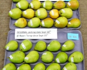 These “external” (top tray) and “internal” (bottom tray) d’Anjou pears were kept at room temperature for three weeks following harvest in September 2014. The “external” pears were blushed with more yellowing and were more ripe compared to the “internal” pears, which were greener and slower to ripe. (Courtesy Sara Serra)