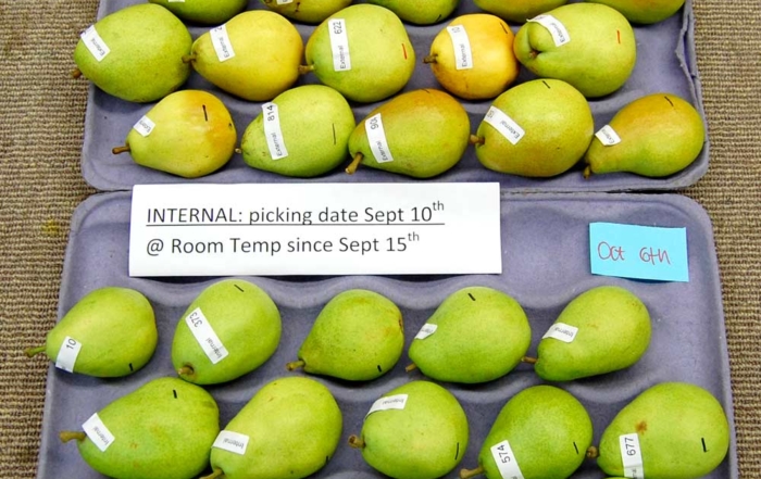 These “external” (top tray) and “internal” (bottom tray) d’Anjou pears were kept at room temperature for three weeks following harvest in September 2014. The “external” pears were blushed with more yellowing and were more ripe compared to the “internal” pears, which were greener and slower to ripe. (Courtesy Sara Serra)