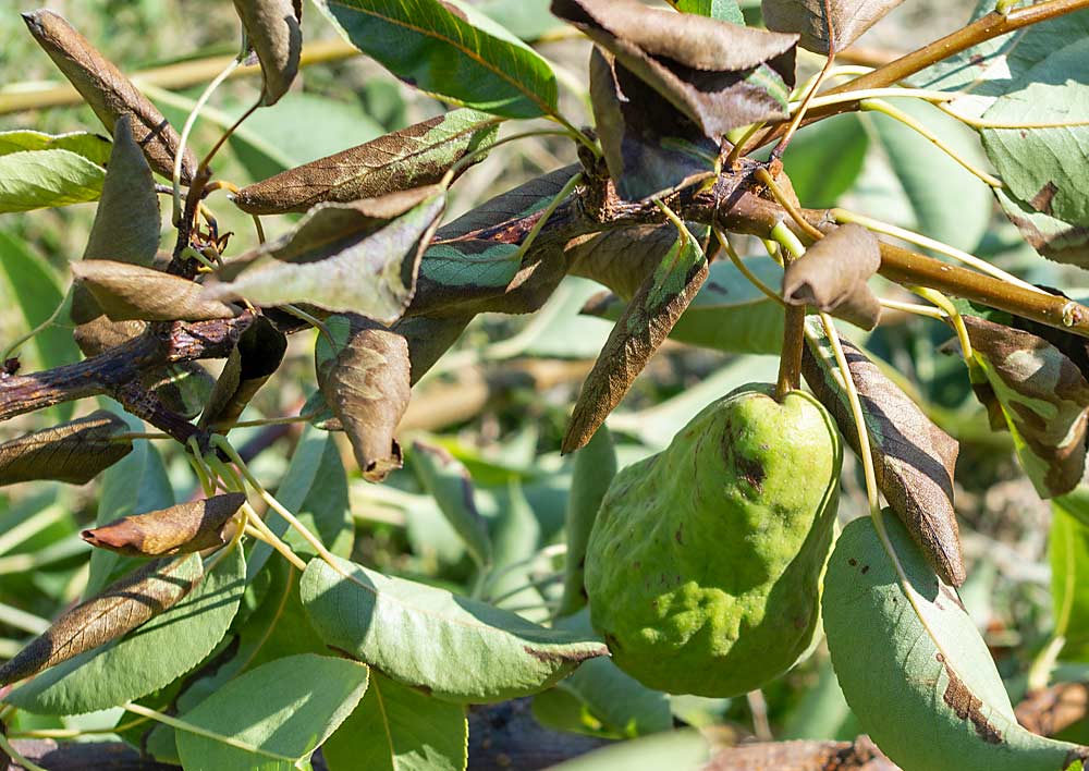 Bartlett pears in Wapato, Washington, show symptoms of fire blight in July 2019. The Washington State University tree fruit endowment committee has put hiring a bacterial pathologist next on its list of priorities. (Jonelle Mejica/Good Fruit Grower)