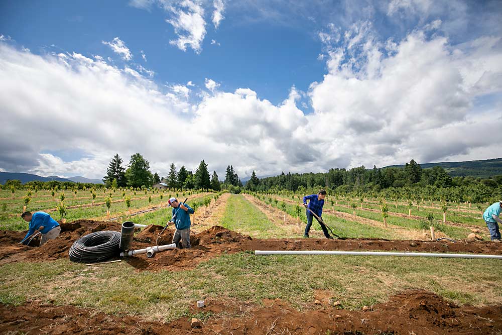 Growers George Oates, center, and his wife, Yesenia Sanchez Oates, install irrigation in their new block of high-density pears in 2019 near Hood River, Oregon. A recent Oregon State University enterprise budget all but calls new orchards of medium- and high-density pears in the Hood River area a losing proposition — all the more reason for growers to advocate for new varieties and technical innovation, Sanchez Oates said. (TJ Mullinax/Good Fruit Grower)