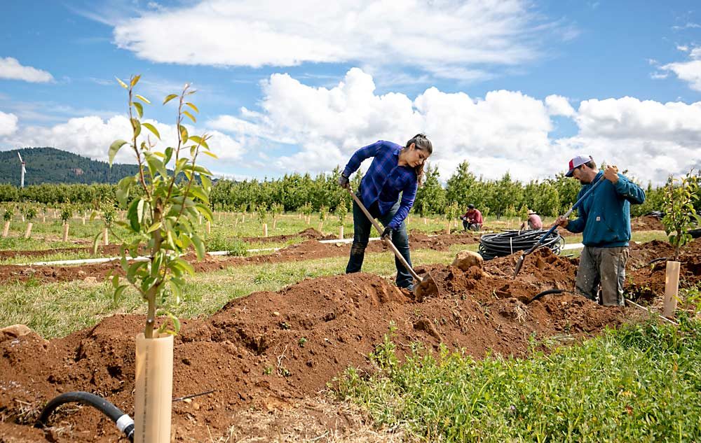 Yesenia Sanchez Oates and her husband, George Oates, backfill a modern irrigation system being installed in their new Anjou, Bartlett and Bosc orchard in Parkdale, Oregon, in June. The couple is investing in the farm, building a high-density pear planting where winter-damaged pears and open ground once stood, but they are also concerned about economic sustainability into the future. (TJ Mullinax/Good Fruit Grower)