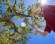 Washington State University researcher Louis Nottingham collects honeydew samples from Bartlett pear trees at the university test block in Wenatchee, Washington, on July 19, 2017. Nottingham is studying the effectiveness of reflective coverings to combat pear psylla. He says methods for collecting and measuring effectiveness has been part of the challenge, such as creating collection dishes that hang from trees. (TJ Mullinax/Good Fruit Grower)