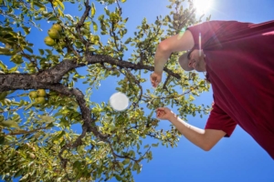Washington State University researcher Louis Nottingham collects honeydew samples from Bartlett pear trees at the university test block in Wenatchee, Washington, on July 19, 2017. Nottingham is studying the effectiveness of reflective coverings to combat pear psylla. He says methods for collecting and measuring effectiveness has been part of the challenge, such as creating collection dishes that hang from trees. (TJ Mullinax/Good Fruit Grower)