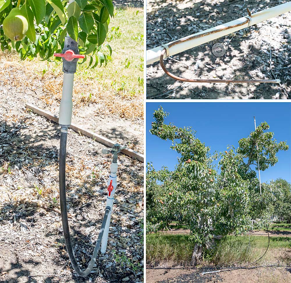The Millers’ overhead washers connect to existing undercanopy sprinklers through two valves and a rubber hose (above) and use a hook connected to an upright PVC pipe (top right) that mounts to a tree branch, so the washing sprinkler perches nice and high (lower right) to maximize coverage and avoid damage from passing tractors or ATVs. (TJ Mullinax/Good Fruit Grower)