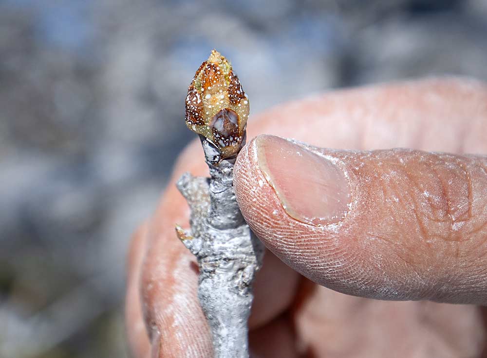A bud covered in kaolin clay is not attractive to psylla; the insects would otherwise try to lay eggs either at the base of the bud or on the green tissue just emerging from the scales. (TJ Mullinax/Good Fruit Grower)