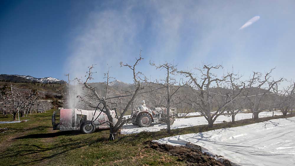 Sam Parker of Cashmere, Washington, applies kaolin clay in March to a block of pears to dissuade adult psylla from landing on the trees and laying eggs on the buds. The applications are one example of how conventional pear growers in the Wenatchee Valley are implementing a host of integrated pest management strategies, including the reflective fabric in drive rows seen in this photo. (TJ Mullinax/Good Fruit Grower)