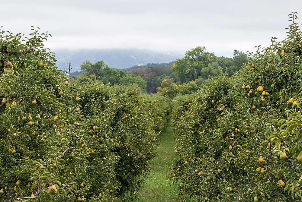 Fog hovering over Bartletts would normally typify August in California’s Mendocino County, the center of a pear growing region in decline after decades of processor consolidation, labor shortages and drought. However, 2021’s historic heat wave made fog rare. (TJ Mullinax/Good Fruit Grower)