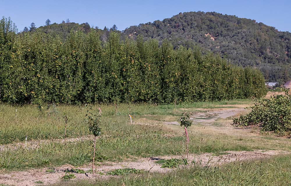 Young orchards are rare here. Ashurst has about 60 new Bartlett trees planted at traditional spacing, but only because they replaced a hobby orchard of pie fruit trees that trespassers frequently picked clean. (TJ Mullinax/Good Fruit Grower)