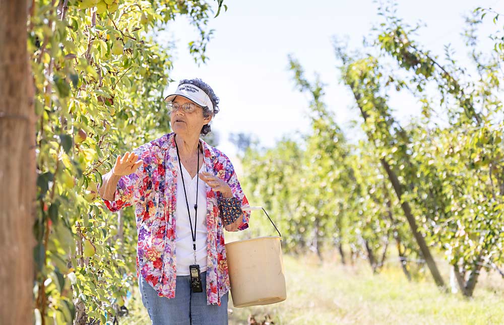 Rachel Elkins, semiretired University of California Cooperative Extension pomology advisor, has nearly finished 10 years of observations on a Bartlett pear trial in California’s North Coast region. Shown in August, Elkins collected data on three systems, three rootstocks and three spacings. (TJ Mullinax/Good Fruit Grower)