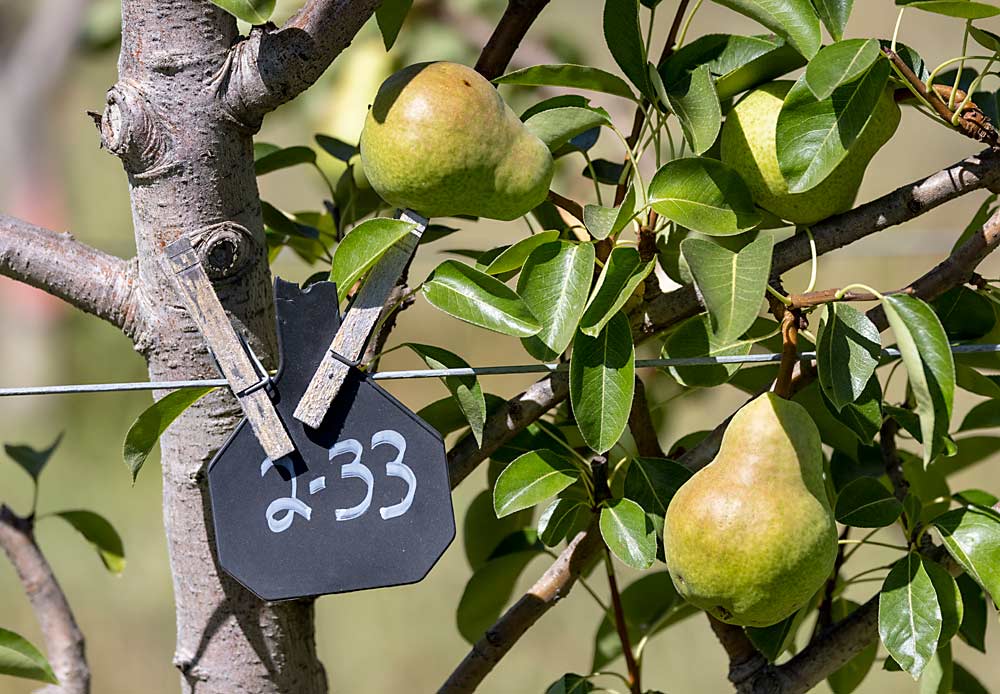 The rootstock Pyro 2-33 started slowly, Elkins said, but over time best filled its space and produced the largest fruit, a critical trait for the California pear industry. (TJ Mullinax/Good Fruit Grower)