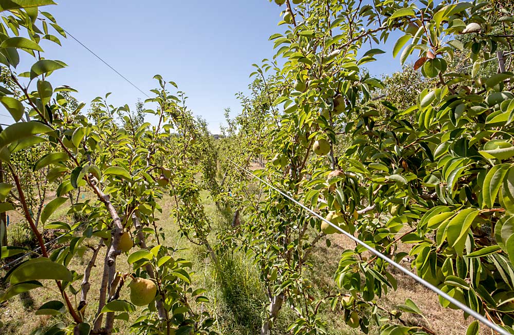 Elkins favors V-trellis for its balance of vigor and fruit production. Yields were higher without sacrificing fruit size, according to her data. (TJ Mullinax/Good Fruit Grower)