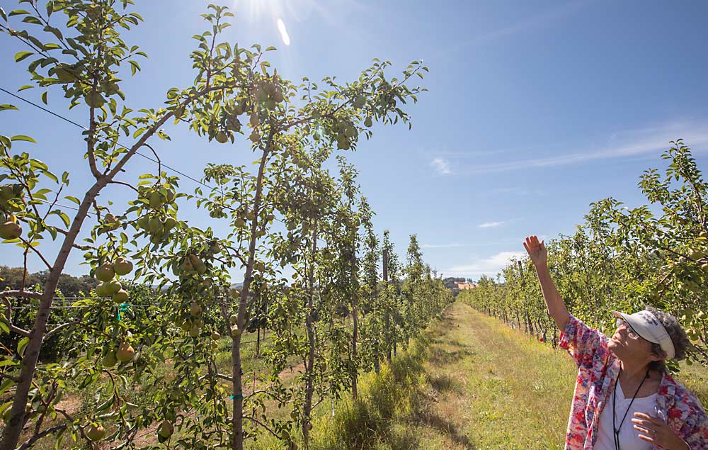 This tip-bearing Bartlett branch got away from Elkins, but she recommends avoiding this situation in the first place by pruning buds growing toward the center of the row and leaving parallel buds. The outgrowing buds not only ruin the two-dimensional shape, they are weaker than the parallel buds. (TJ Mullinax/Good Fruit Grower)