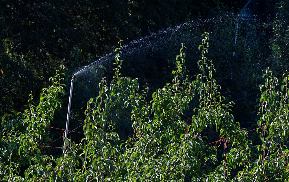 In late June, an overhead sprinkler near Leavenworth, Washington, washes away honeydew, the sticky byproduct of psylla that damages fruit. (TJ Mullinax/Good Fruit Grower)