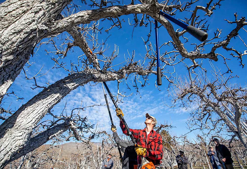 Dave Piper removes 1-year-old shoots from the top of a mature Anjou tree that’s about 60 years old during a February pruning workshop in Cashmere, Washington, organized by Washington State University Extension. Growers who want to improve the quality and size of their fresh pear packouts on older trees were encouraged to prune with light- and spray-penetration in mind. (TJ Mullinax/Good Fruit Grower)