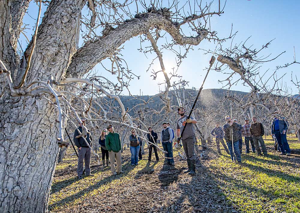 “We’ve lost a box of pears,” Sam Parker said as he cut back a limb, but he added that the cut will serve the tree well in the future by redirecting the sap flow into newer growth that will yield higher-quality fruit. (TJ Mullinax/Good Fruit Grower)