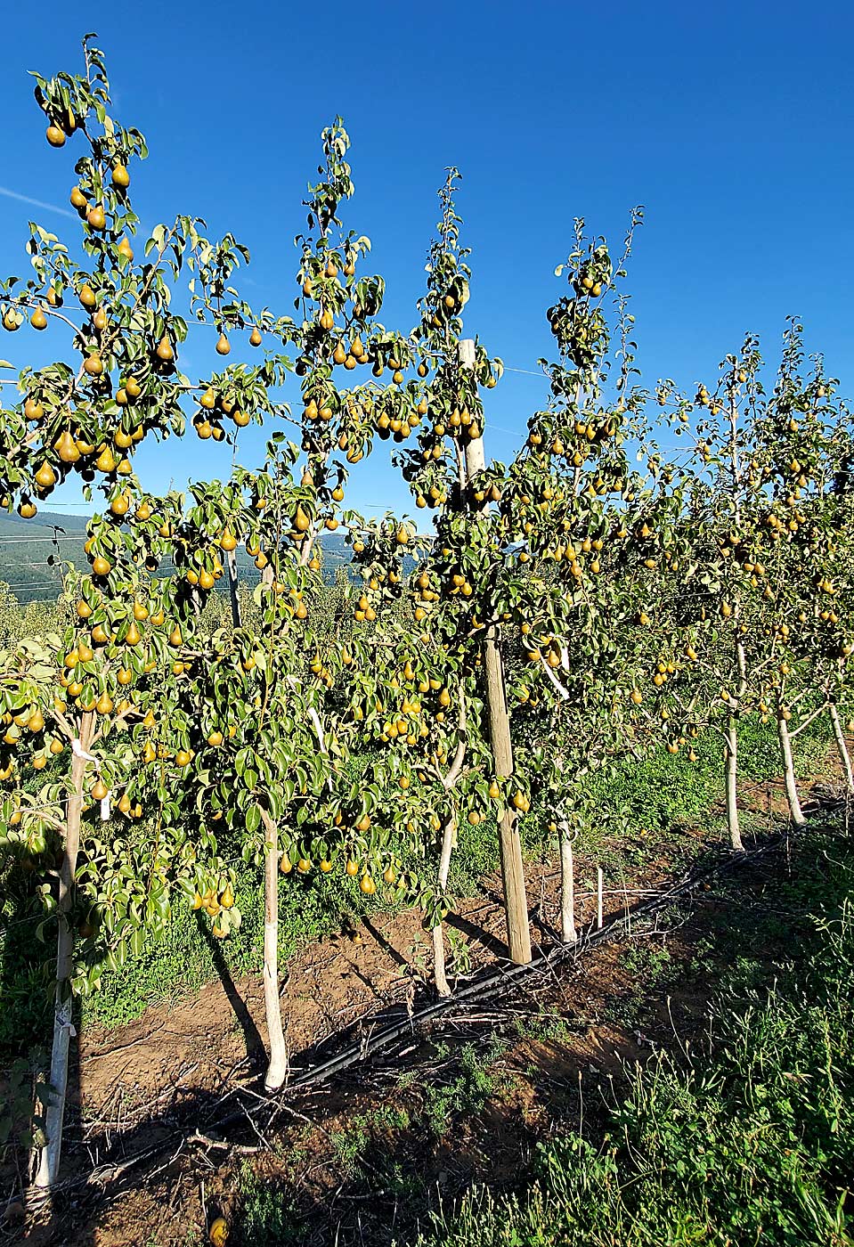 Bosc pears fill the fruiting wall on Amelanchier 15 rootstocks with a Comice interstem in a White Salmon, Washington, trial block in mid-September. Kelsey Galimba, Oregon State University’s newest horticulturist, is interested in renewing research into amelanchier rootstocks as a dwarfing option for the pear industry. (Courtesy Kelsey Galimba/Oregon State University)