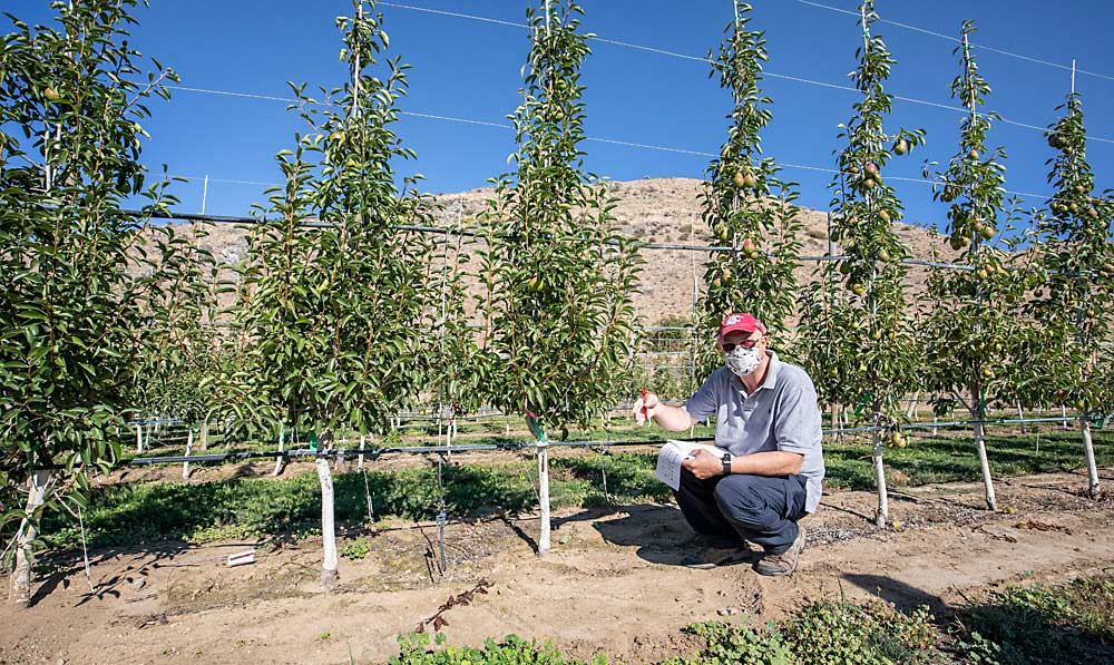 Washington State University’s Stefano Musacchi shows a pear rootstock trial near Chelan, Washington, in late July. Left of him is a Bartlett tree on a quince rootstock accession, numbered 99.002, with a Comice interstem. Musacchi prefers the balanced vigor he sees on the interstem trees, compared to the Bartlett/99.002 direct grafts, seen right of him. (TJ Mullinax/Good Fruit Grower)