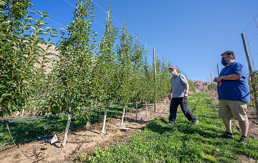 Stefano Musacchi, left, and Tory Schmidt, a project manager at the Washington Tree Fruit Research Commission, look over the 57.001 Bartlett-quince rootstock accession in July. Musacchi likes 57.001’s vigor and thinks it has great potential for loading fruit the following year. (TJ Mullinax/Good Fruit Grower)