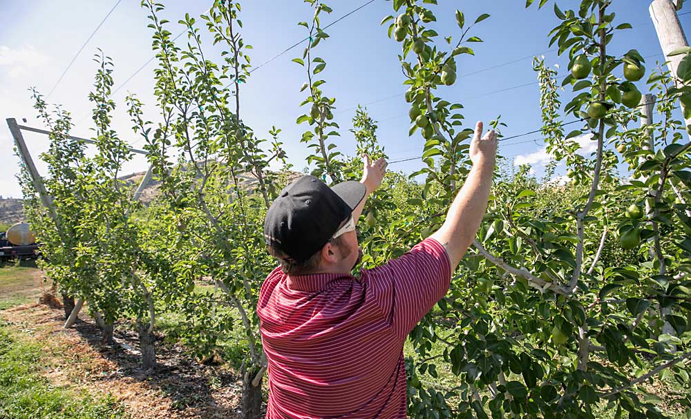 The future is high-density production that increases efficiencies, said Cox. He sees the potential in this block, where he cut back a medium-density Bartlett block and trained it to a V with four leaders from each trunk, but training his crew to manage trees in this new way has been time-consuming. (TJ Mullinax/Good Fruit Grower)