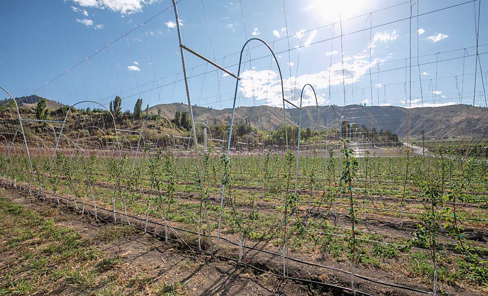 No, those aren’t apples. Cashmere grower and Hi-Up board member Blaine Smith planted these HW 624, the cultivar marketed as Happi Pear, with a 12-foot row spacing and three leaders to control vigor. “This new variety grows more like an apple; they grow lots of lateral branches,” he said, making it an ideal fit for his new approach. (TJ Mullinax/Good Fruit Grower)