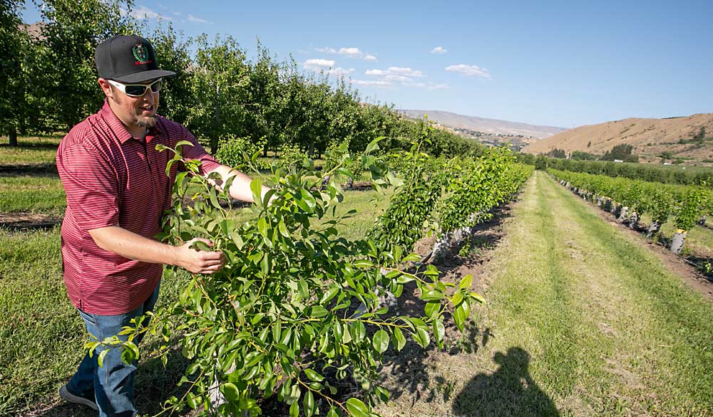 Shawn Cox, the new manager of the Peshastin Hi-Up Growers cooperative, hopes to organize tours of grower-members’ orchards to highlight the innovation and renovation efforts underway. Here, he’s experimenting with grafting over to a multileader system to spread out the trees’ vigor. (TJ Mullinax/Good Fruit Grower)