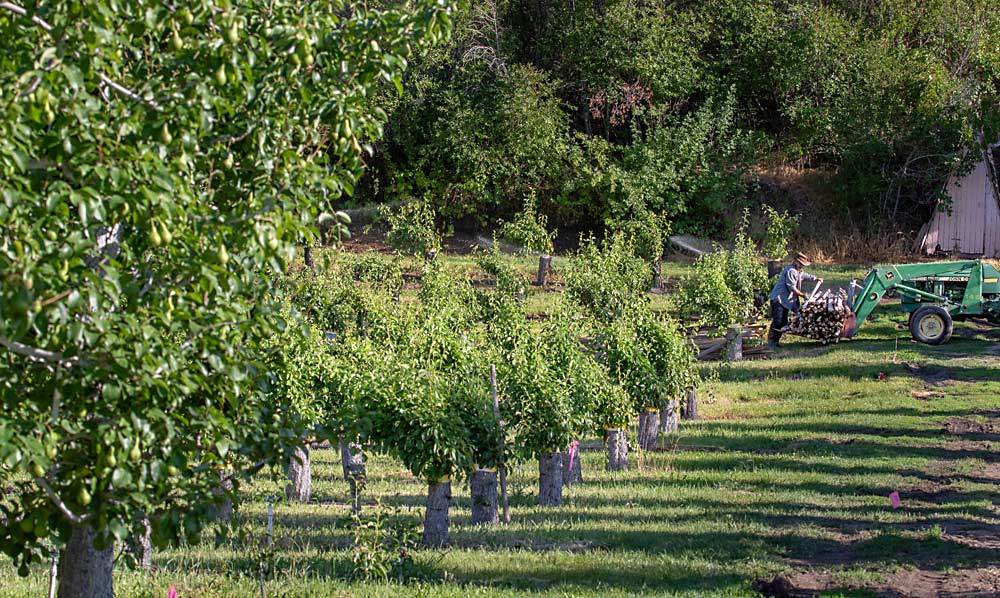 Pear growers need to transition to higher-efficiency systems, according to grower Shawn Cox, but in his own orchards and across the Peshastin Hi-Up Growers cooperative he manages, he sees the need for affordable renovation strategies — hence the grafting from Bosc to Gem, shown at this Cox Orchards block. (TJ Mullinax/Good Fruit Grower)