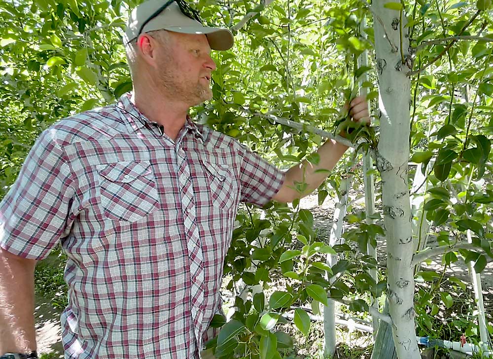 To manage vigor in a high-density pear orchard, Prey said he strips out unwanted sucker growth in late spring to improve light and spray penetration during the season. (TJ Mullinax/Good Fruit Grower)