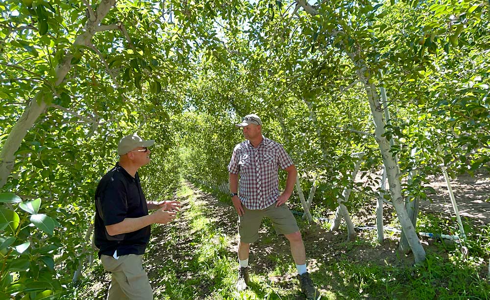 Washington State University’s Stefano Musacchi, left, speaks with Rudy Prey at his farm near Leavenworth, Washington, about growing high-density pears on the steep slopes of the Wenatchee River Valley. Prey ties the trees together across the aisles to create a V canopy without investing in expensive trellis. (TJ Mullinax/Good Fruit Grower)