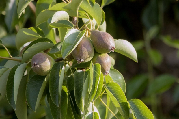 Pears in Parker