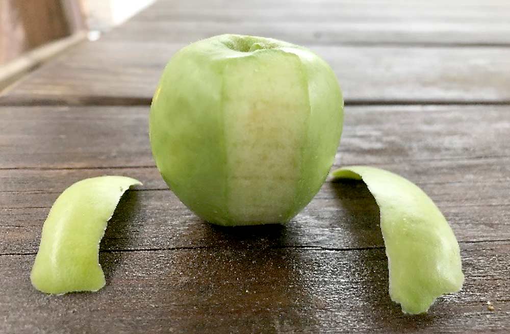 A Honeycrisp fruit peeled from stem to calyx. The peel samples are used in Cornell’s peel sap test, which measures the ratio of calcium to other nutrients, including potassium and nitrogen. The peel sap test is one way of predicting bitter pit. (Courtesy Mario Miranda Sazo/Cornell University)