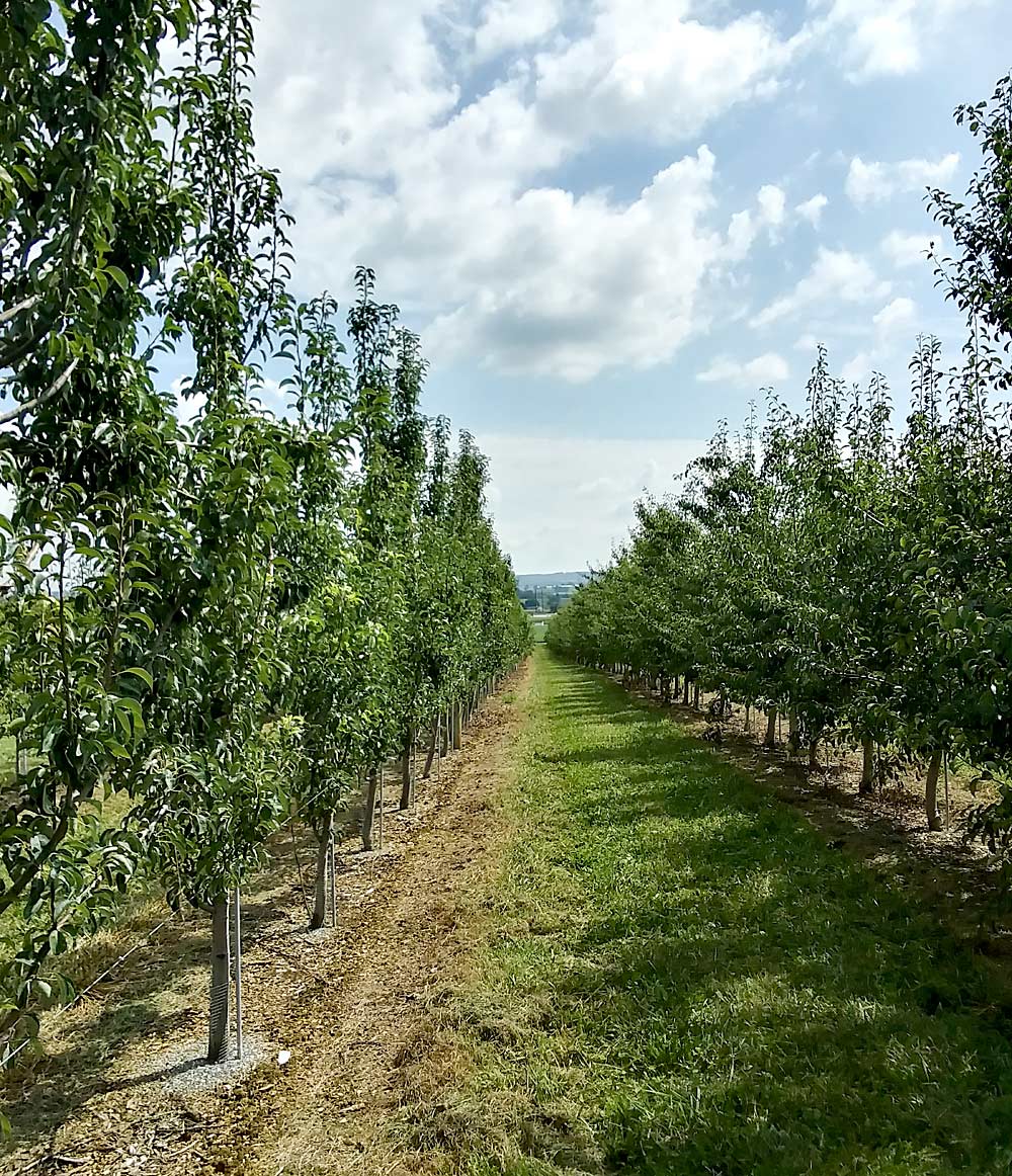 Young pear trees on OHxF rootstocks at Kauffman’s Fruit Farm. The trellis is a single-wire system with a conduit stake at each tree. They started with an additional wire for limb bending and tying, but removed it as the trees grew. (Courtesy Clair Kauffman)