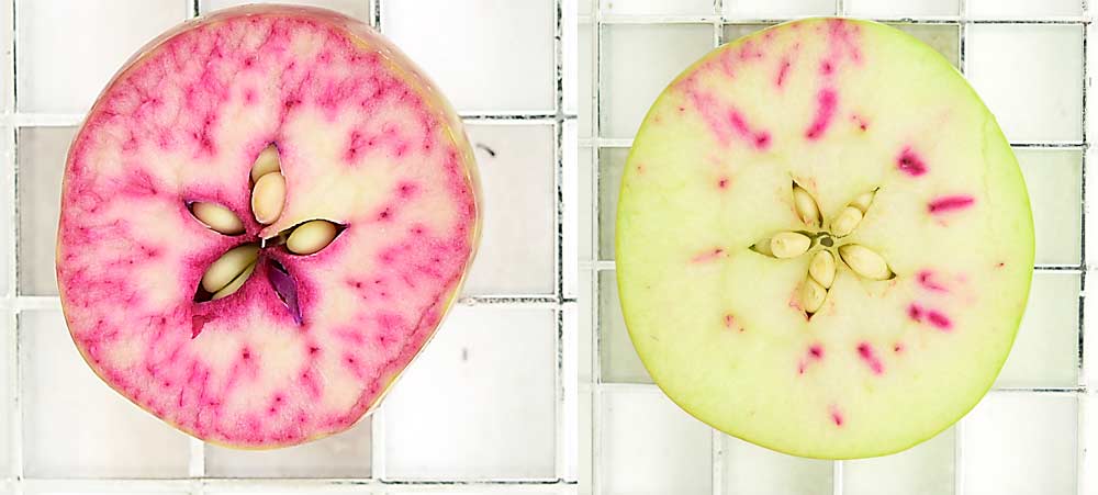Michigan State University researchers use dye to measure apple xylem functionality, which gives a good indication of where calcium is able to travel. In the Gala (a variety not known to be susceptible to bitter pit) at left, there’s complete xylem function in both the fruit interior and near the peel. In the Honeycrisp (a variety known for its susceptibility to bitter pit) at right, only about 20 percent of the vascular structure (the xylem and phloem) in the outer cortex is still functional. Because bitter pit initiates in the outer cortex, just under the peel, it’s very important that the outer cortical vasculature remains functional. (Courtesy Chayce Griffith/Michigan State University)