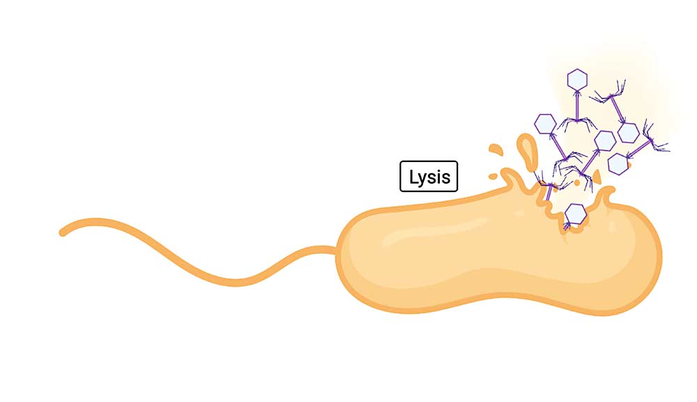 Once a phage latches onto the bacterium, it injects its DNA, which then co-opts the bacterial cell’s machinery so that it begins making copies of the phage inside the cell. Eventually, the bacterial cell bursts, or lyses, which releases the new phages to repeat the process. (Illustration: Lindsay Brown/Michigan State University)