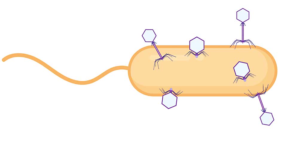 Bacteriophages, often abbreviated to phages, are naturally occurring viruses (shown in purple) that very specifically target individual bacteria (beige) by homing in on unique receptors on the bacterial cell surface. (Illustration: Lindsay Brown/Michigan State University)