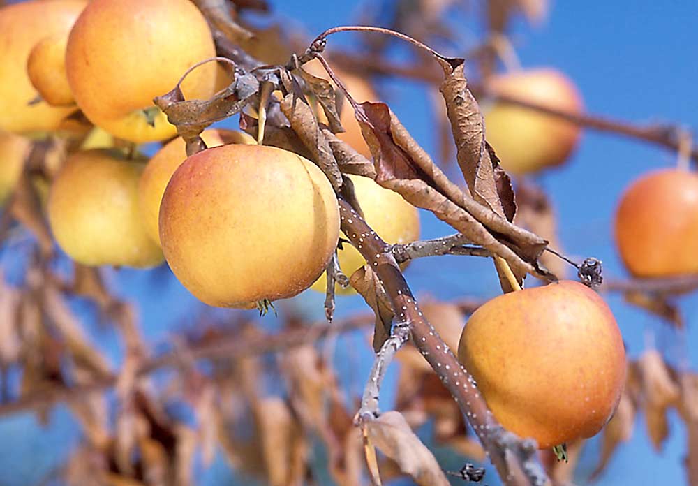 Phages are being studied as a way to fight fire blight in apples. A severe infection in a Gala branch is shown here. (Courtesy Peggy Greb/USDA Agricultural Research Service)