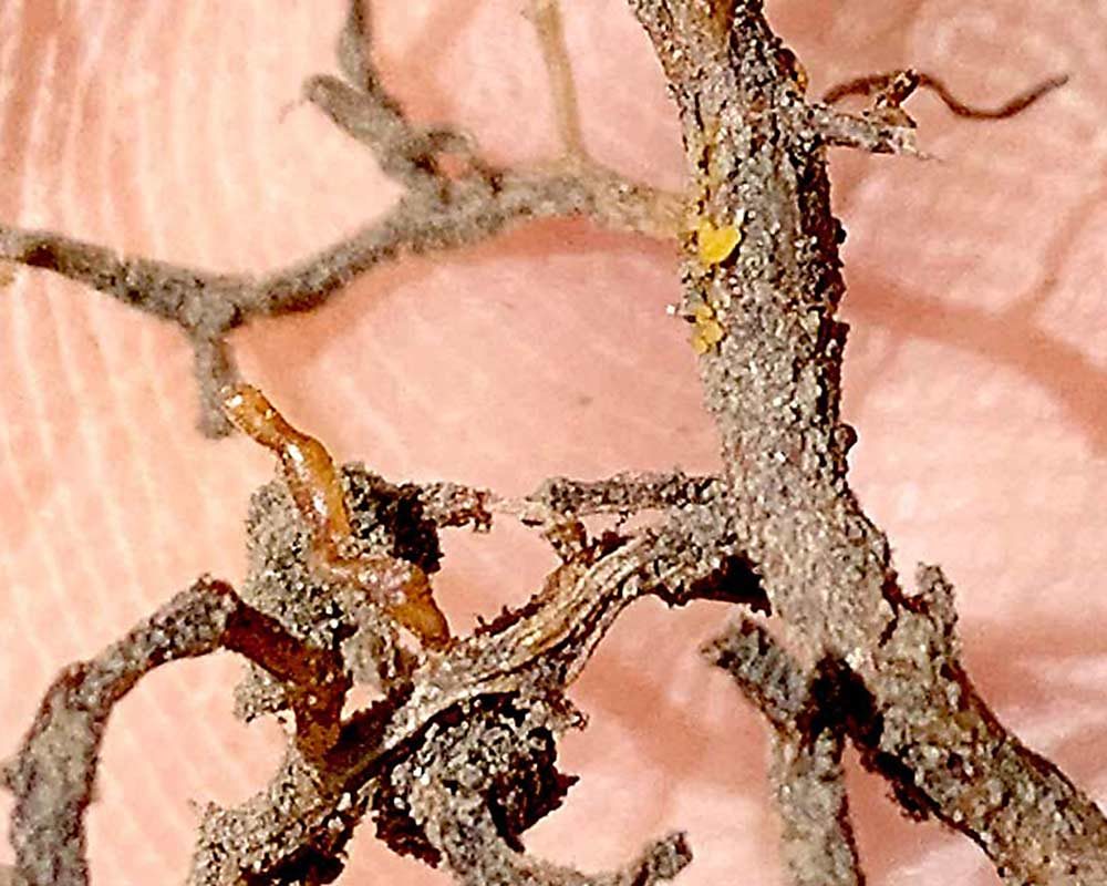 A grape root sample with phylloxera damage (in yellow) found in a Washington vineyard in August 2019. (Courtesy  Michelle Moyer, Washington State University)