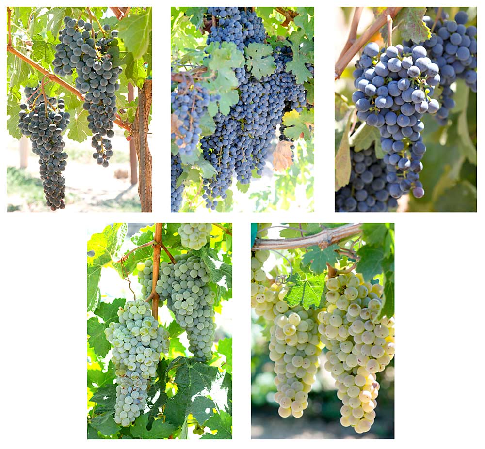 Five new varieties released by the University of California, Davis offer resistance to Pierce’s disease and high wine quality with characteristics of popular cultivars. Top row, left to right, are Camminare Noir, Errante Noir and Paseante Noir. Bottom row, left to right, are Ambulo Blanc and Caminante Blanc. (Courtesy University of California, Davis)