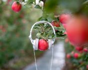 Thanks to a podcast boom, there is plenty to learn by putting on some headphones and tuning in to ag-focused audio programs produced by growers and extension educators. (TJ Mullinax/Good Fruit Grower photo illustration)