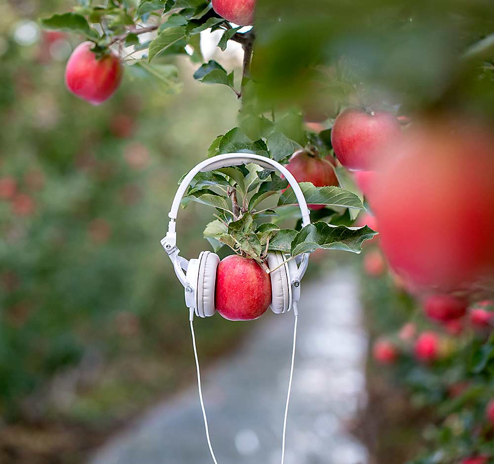 Thanks to a podcast boom, there is plenty to learn by putting on some headphones and tuning in to ag-focused audio programs produced by growers and extension educators. (TJ Mullinax/Good Fruit Grower photo illustration)