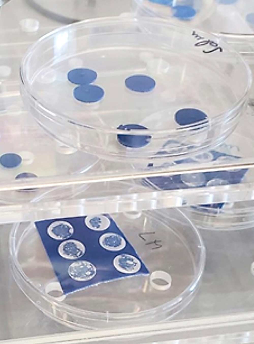 Pathogen samples in a humidity-controlled cabinet. The Clemson researchers found that listeria and salmonella pathogens can survive for days on dry surfaces. (Courtesy Paul Dawson/Clemson University)