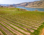 Several rows of unreleased varieties in various stages of screening grow next to the mother tree of the WA 38 apple (in the bottom right corner of the block) in April 2018 at Washington State University’s research orchard near Wenatchee, Washington. For WSU’s next apple — or cherry — the university has more legal avenues for intellectual property protection, thanks to a small change in language in the new Farm Bill signed by President Donald Trump in December. (TJ Mullinax/Good Fruit Grower)