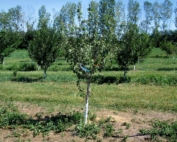 The discovery of plum pox virus on this tree led to a massive survey and eradication effort in southwestern Michigan that lasted from 2006 to 2009. The tree was part of a block of 3-year-old trees being monitored under a plum rootstock trial at Michigan State University’s Southwest Station. (Courtesy of Bill Shane)
