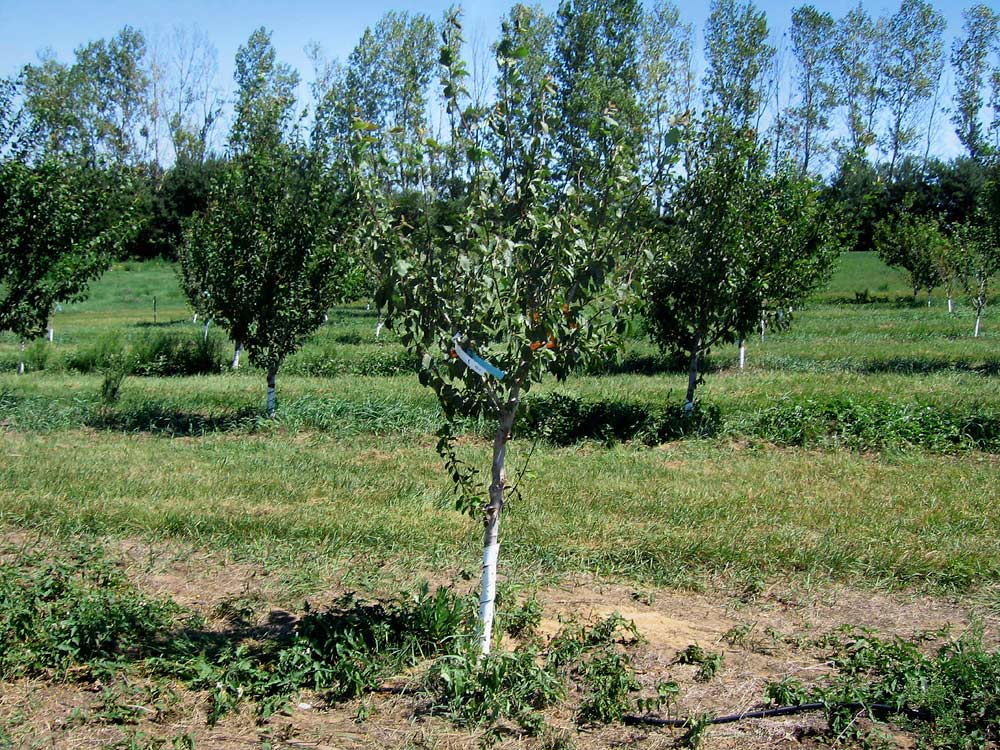 The discovery of plum pox virus on this tree led to a massive survey and eradication effort in southwestern Michigan that lasted from 2006 to 2009. The tree was part of a block of 3-year-old trees being monitored under a plum rootstock trial at Michigan State University’s Southwest Station. (Courtesy of Bill Shane)