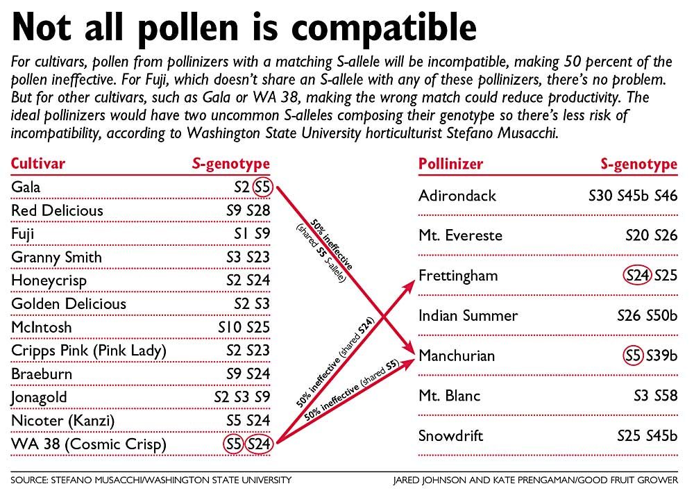 Pollen compatibility chart. Source: Stefano Musacchi/Washington State University. Graphic: Jared Johnson/Good Fruit Grower