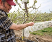 Matt Whiting shows a netted cherry limb in early March 2015 during a mechanical pollination trial held in Prosser, Washington. The netting prevents natural pollination. {TJ Mullinax/Good Fruit Grower}