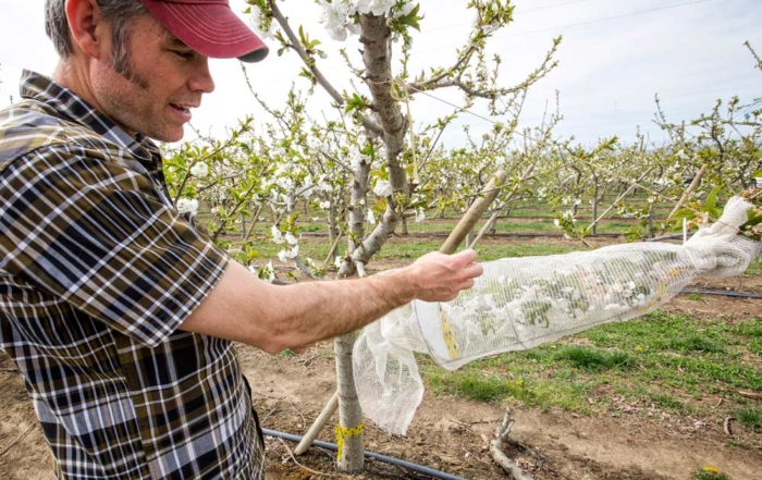 Matt Whiting shows a netted cherry limb in early March 2015 during a mechanical pollination trial held in Prosser, Washington. The netting prevents natural pollination. {TJ Mullinax/Good Fruit Grower}